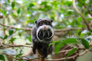 Bearded emperor tamarin monkey