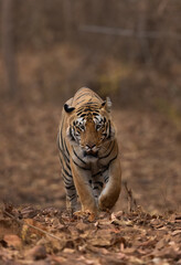 Fototapeta na wymiar A head on shot of tiger at Tadoba Andhari Tiger Reserve, India