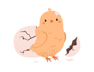 Cute chick hatched from egg shell. Funny yellow newborn chicken, baby bird outside cracked damaged crashed eggshell. New life, birth concept. Flat vector illustration isolated on white background