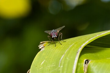 Closeup of a fly on the green plant leaf