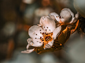 Fototapeta na wymiar Blossom in the spring sunlight