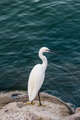 Vertical shot of a white egret bird perched near a blue pond