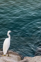 Vertical shot of a white egret bird perched near a blue pond