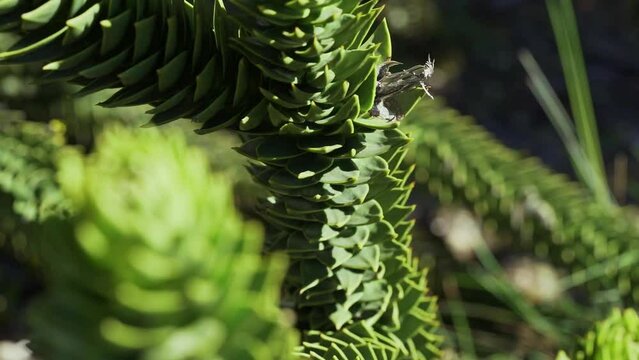 Detail of Araucaria tree branch, also evergreen coniferous tree or monkey tail tree, with thick sharp needles, close to Lanin volcano in the border region between Argentina and Chile.