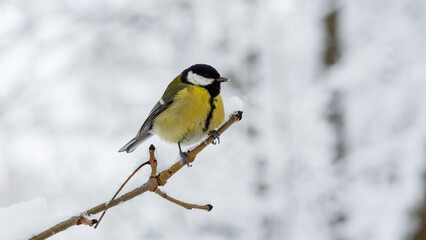 The great tit or big tit, ( lat. Parus major )on a snow-covered branch on the background of a...