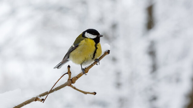 The great tit or big tit, ( lat. Parus major )on a snow-covered branch on the background of a winter landscape