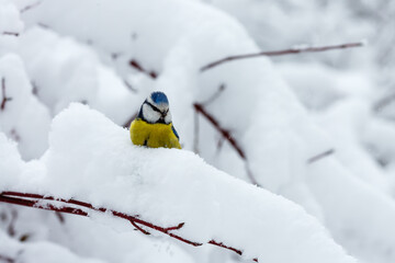 Common tit , or green tit , or just tit , or blue tit ( lat. Cyanistes caeruleus )
