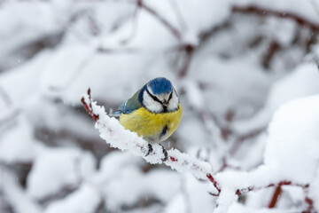 Common tit , or green tit , or blue tit ( lat. Cyanistes caeruleus ) in winter time on theon a snowy branch