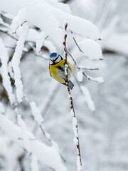 Common tit , or green tit , or blue tit ( lat. Cyanistes caeruleus ) in winter time on theon a snowy branch