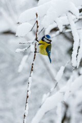 Common tit , or green tit , or just tit , or blue tit ( lat. Cyanistes caeruleus ) on snowy branch