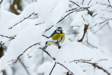 Naklejka premium Common tit , or green tit , or just tit , or blue tit ( lat. Cyanistes caeruleus ) in winter time