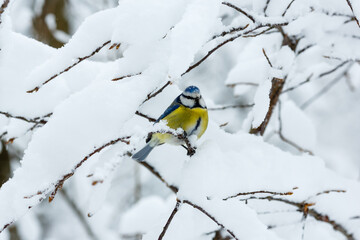  Common tit , or green tit , or just tit , or blue tit ( lat. Cyanistes caeruleus ) in winter time