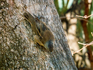 Brown Treecreeper in New South Wales Australia