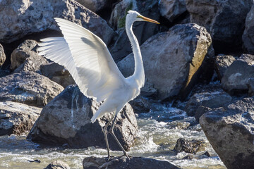 Eastern Great Egret in New South Wales Australia