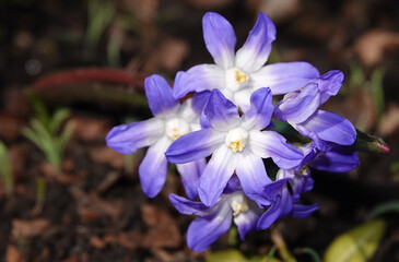 Chionodox sihei very delicate flower