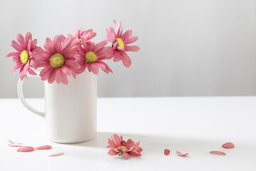 pink  chrysanthemums in white cup on white background