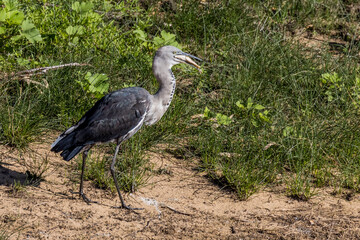 White-necked or Pacific Heron in Australia