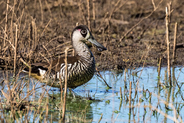 Pink-eared Duck in New South Wales Australia