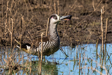 Pink-eared Duck in New South Wales Australia