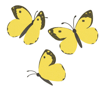 黄色い蝶　モンキチョウのイラスト素材