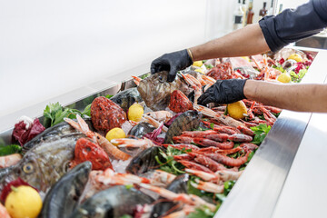 dettaglio delle mani di  un cuoco che seleziona il pescato da cucinare ,  da una vasca in metallo...