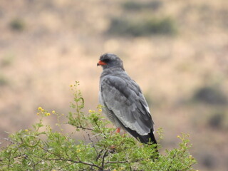 Valley of Desolation Karoo