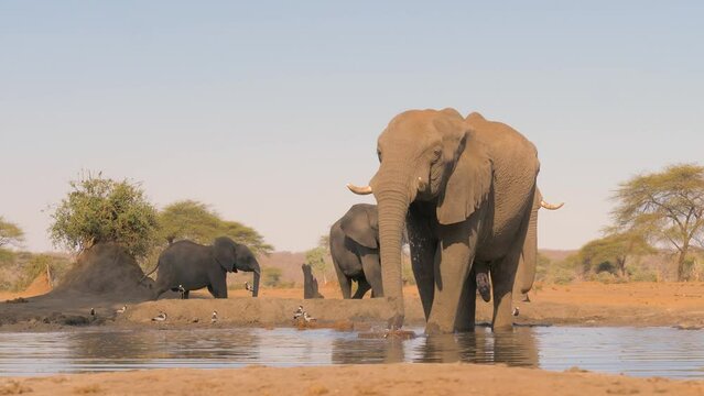 Elephants (Loxodonta africana) quenching thirst in a waterhole in the north of Botswama