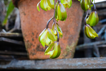 Close-up photos of orchid (edible) from various different angles with selective focus