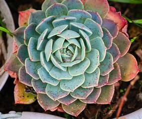 Succulent Echeveria Perle von Nürnberg. Evergreen succulent perennials or subshrubs with rosettes of colorful, fleshy leaves and racemes or panicles of urn-shaped flowers