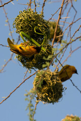 Fototapeta premium Vertical shot of a yellow bird in Serengeti, Tanzania