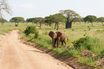 Fototapeta na wymiar Closeup shot of an African bush elephant in Serengeti, Tanzania