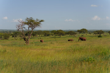 Closeup shot of African bush elephants in Serengeti, Tanzania