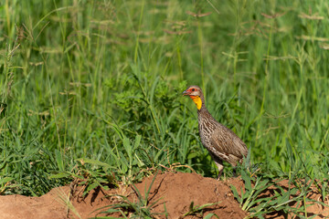 Closeup shot of a hazel grouse in Serengeti, Tanzania