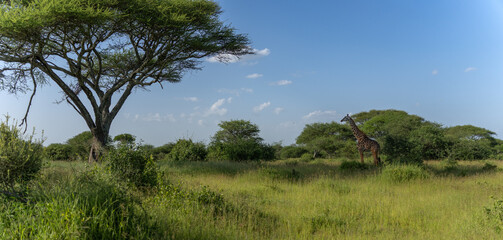 Panorama view of a northern giraffe in Serengeti, Tanzania