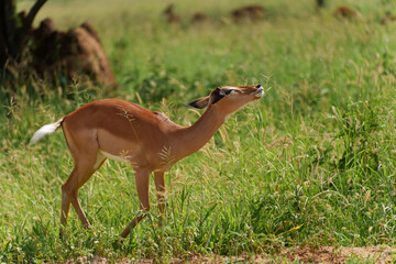 Closeup shot of an impala in the forest in Serengeti, Tanzania