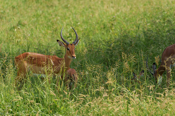 Closeup shot of impalas in the forest in Serengeti, Tanzania