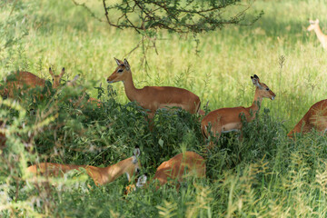 Closeup shot of impalas in the forest in Serengeti, Tanzania