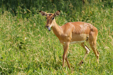 Naklejka na ściany i meble Closeup shot of an impala in the forest in Serengeti, Tanzania