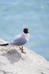 Seagull, sterna hirundo, on the rock, blue sea on the background. Bird reserve near Grado, Italy. Birdwatching, nature, nesting period. European birds.
