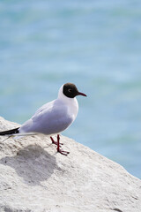 Seagull, sterna hirundo, on the rock, blue sea on the background. Bird reserve near Grado, Italy. Birdwatching, nature, nesting period. European birds.
