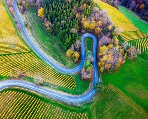 Aerial view of a winding road in plantations during autumn
