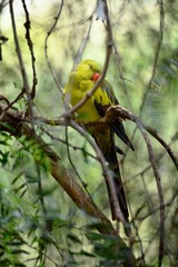 Parrot Nodding Off its Perch