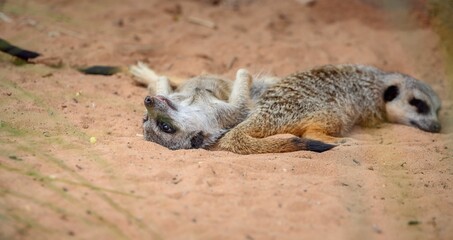 Fototapeta premium Meerkat Bed of Dirt and Sand