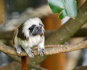 Squirrel Monkey on Watch