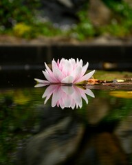 Love of the Lotus at Botanic Gardens
