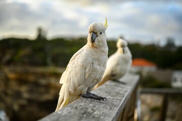 Cockatoo Pair Perched