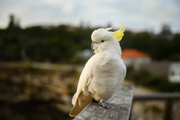 Cockatoo Views at Camp Copv