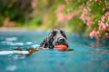 Closeup of a black English Cocker Spaniel holding a ball in its mouth swimming in a pool in Vaucluse - obrazy, fototapety, plakaty