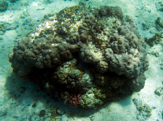 A photo of corals