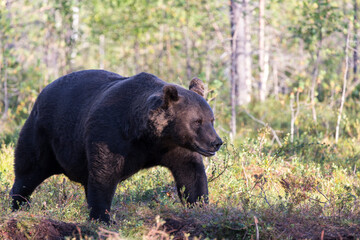 Photo of a brown bear